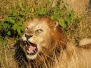 African Spirit