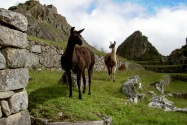 38-Machupicchu