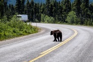 02-Bear.jpg