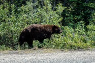 18-Bear.jpg
