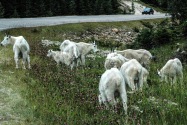 14-MtGoats.jpg