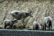 15-MtGoats.jpg