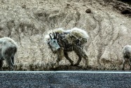 16-MtGoats.jpg