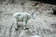 17-MtGoats.jpg