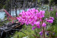 03-Kootenay.jpg