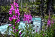 07-Kootenay.jpg