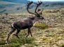 Yukon Territory
