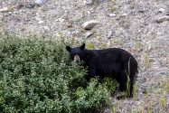 13-BlackBear.jpg