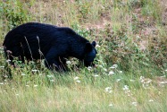 15-BlackBear.jpg