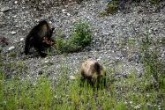 18-Grizzly.jpg