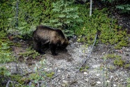 19-Grizzly.jpg