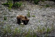20-Grizzly.jpg