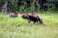 21-Moose.jpg