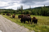 24-Bison.jpg