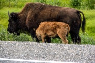 25-Bison.jpg