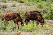 26-Bison.jpg