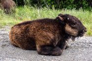 27-Bison.jpg