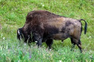 28-Bison.jpg