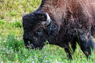 29-Bison.jpg