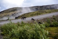 30-Caribou.jpg