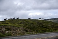 31-Caribou.jpg