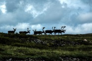 32-Caribou.jpg
