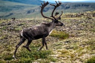 33-Caribou.jpg