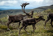 34-Caribou.jpg