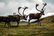 35-Caribou.jpg