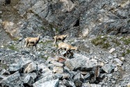 36-StoneSheep.jpg