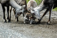 38-StoneSheep.jpg