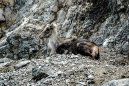 41-StoneSheep.jpg
