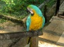 Amazon of Perú