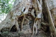 30-angkorthom