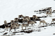 Borgarfjörður Eystra Iceland