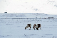 Borgarfjörður Eystra Iceland