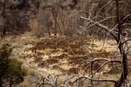Bandelier NM, NM