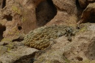 Bandelier NM, NM