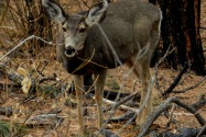 Bandelier NM, NM