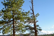 Bryce Canyon NP, UT