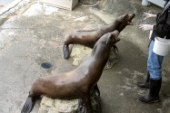 Crescent City Aquarium, CA