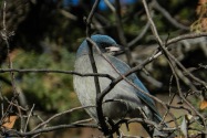 Chiricahua NM, AZ