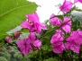 Alajuela, Cloud Forest
