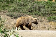 33-Denali.jpg