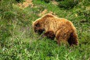 34-Denali.jpg