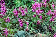 41-Denali.jpg
