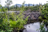 43-Denali.jpg