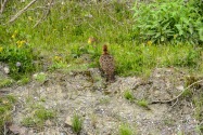 51-Ptarmigan.jpg