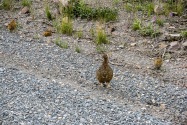 52-Ptarmigan.jpg