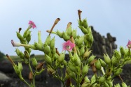 98-easterisland